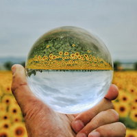手のひらに乗せた水晶玉に映るひまわり畑の上下反転風景の写真