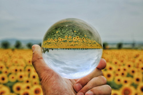 手のひらに乗せた水晶玉に映るひまわり畑の上下反転風景