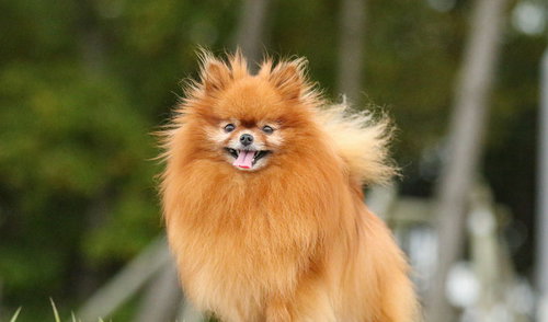 明日に向かう屋外のハドレーポメラニアン、ふわふわな毛並み