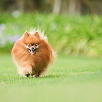 緑の芝生を元気よく走るハドレーポメラニアンの写真