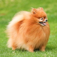 モッフモフのハドレーポメラニアンが芝生を走るの写真