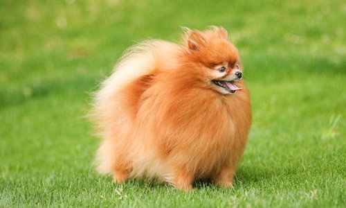 モッフモフのハドレーポメラニアンが芝生を走る