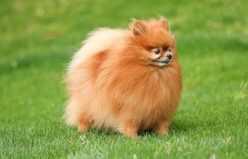 ポメラニアンの原種「ハドレーポメラニアン」