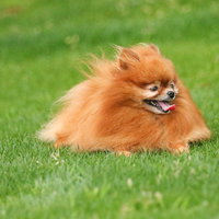 芝生の上でくつろぐハドレーポメラニアンの写真