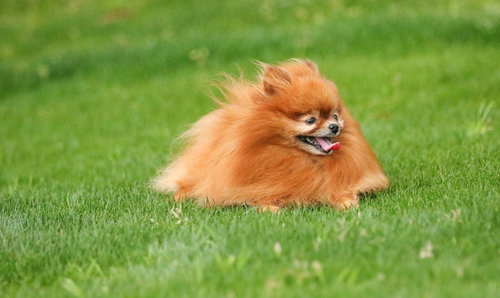 芝生の上でくつろぐハドレーポメラニアン