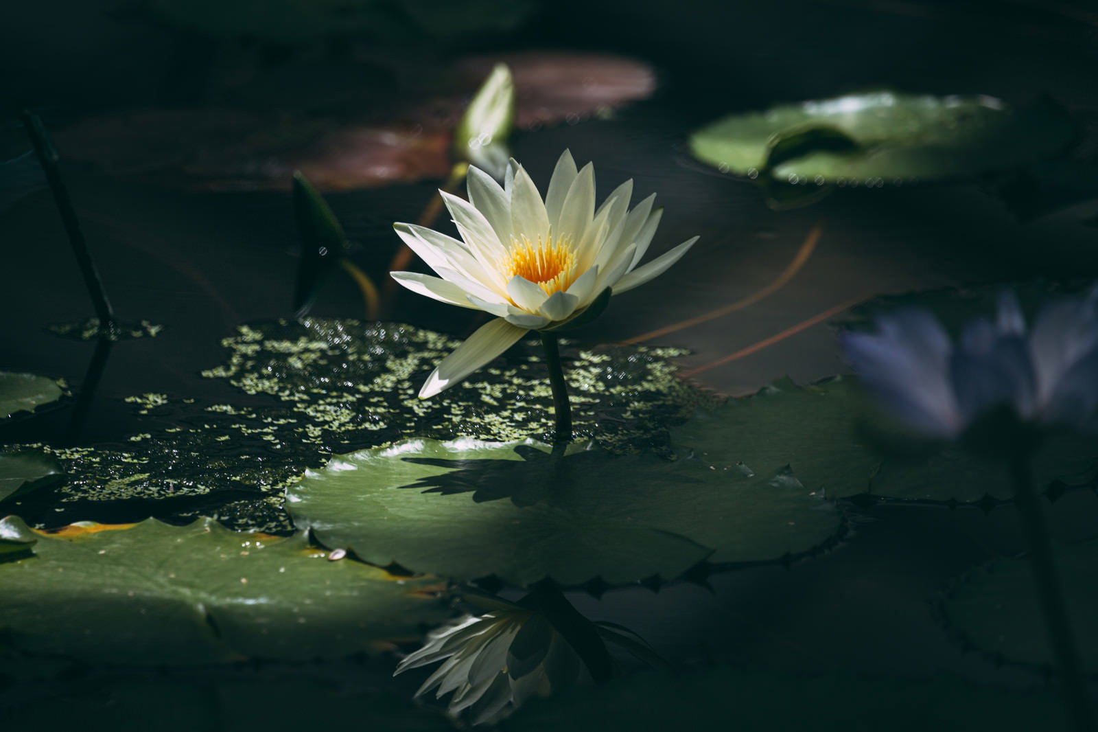 暗い池の水面に咲く白い睡蓮の花と緑の葉
