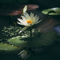 光が射し込む暗闇の池に浮かぶ白い睡蓮の花の写真