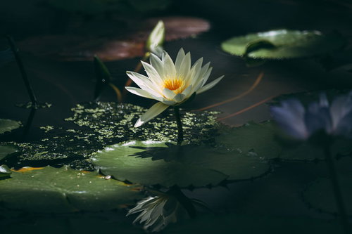 光が射し込む暗闇の池に浮かぶ白い睡蓮の花