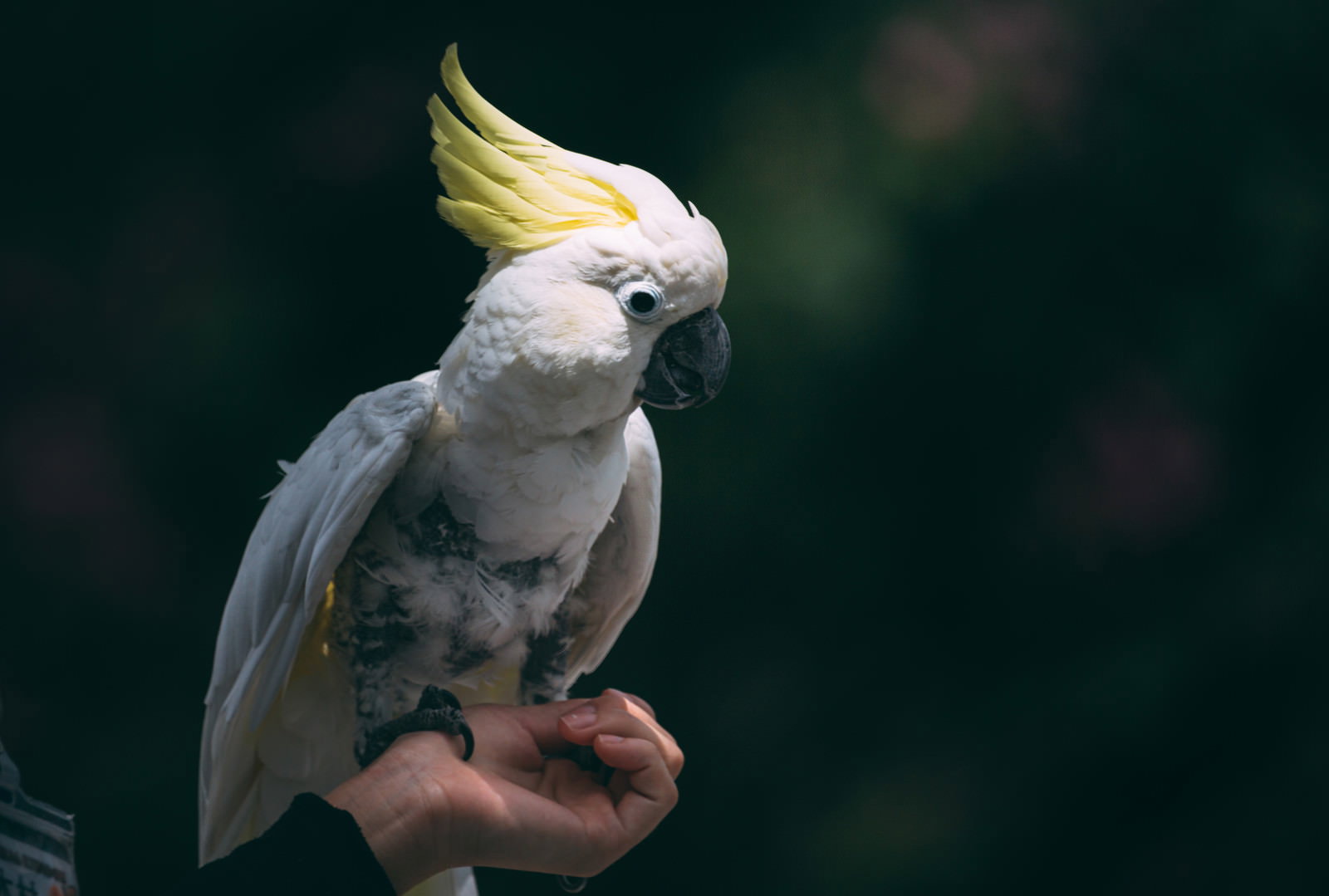 黄色いとさかを持つ白いオウムが人の手首に止まっている
