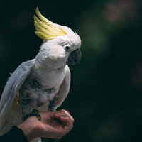 手首に乗った黄色いとさかの白いオウムの写真