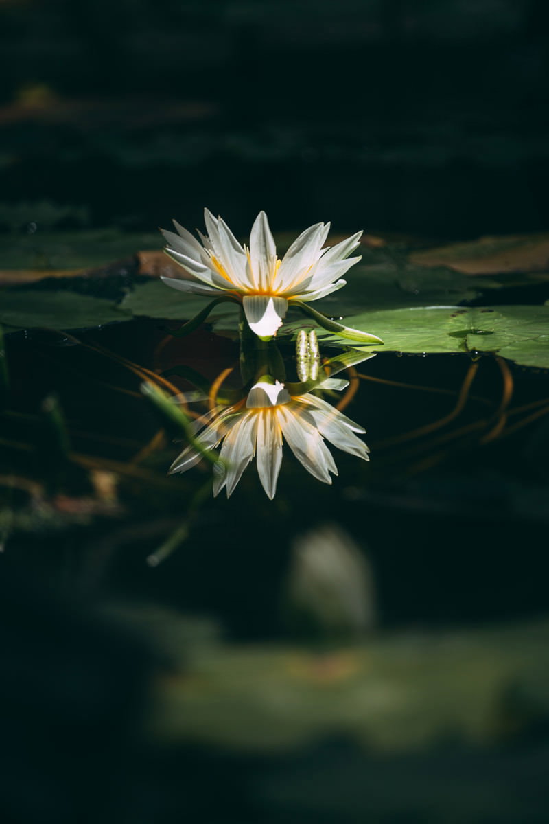 暗い池の水面に浮かぶ白い睡蓮の花とその反射