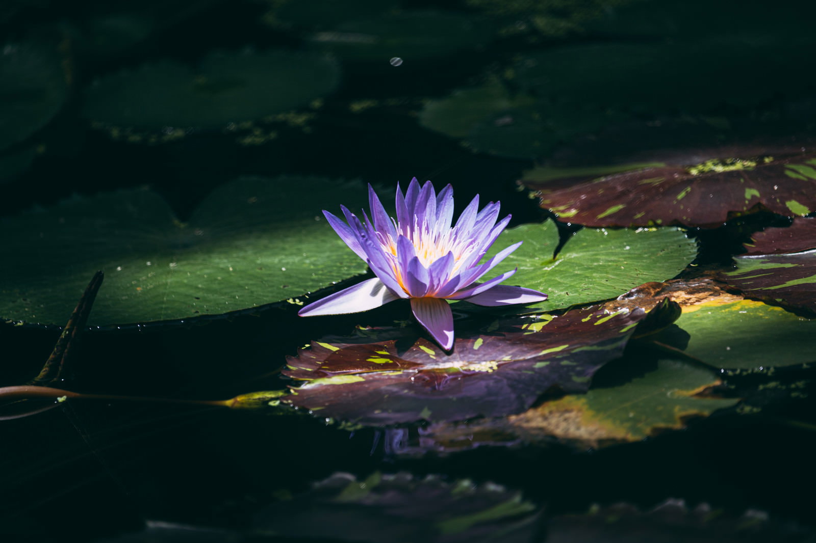 緑の水面に浮かぶ蓮の葉の間で咲く紫色の睡蓮の花