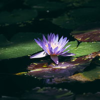 スポットライトが当たったような紫色の睡蓮が池に咲くの写真