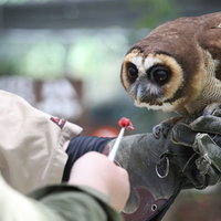 飼育員に餌付けされるフクロウの写真