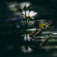 暗闇の水面に映り込む白い睡蓮の花が咲く池の写真