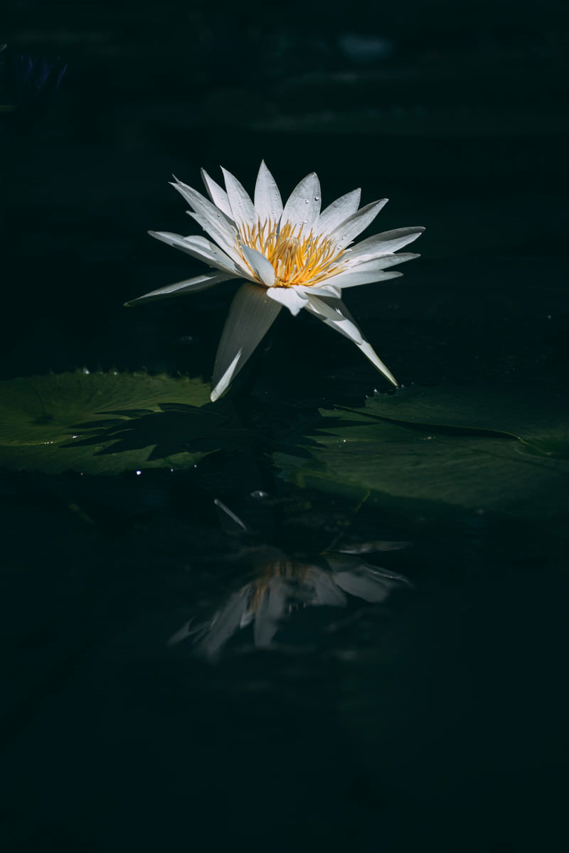 静かな池の水面に映る白い睡蓮の花