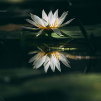 暗い水面に映る白い睡蓮の花の写真
