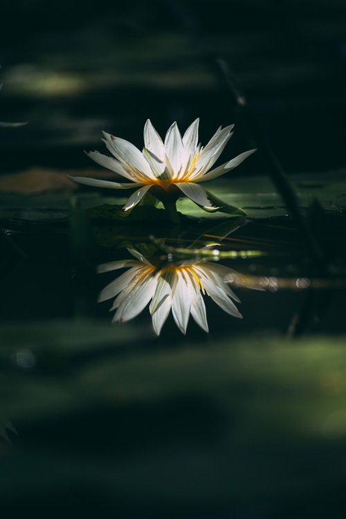 暗い水面に映る白い睡蓮の花