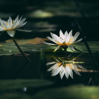 池の水面に映る二つの白い睡蓮の写真