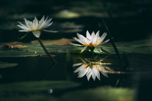 池の水面に映る二つの白い睡蓮