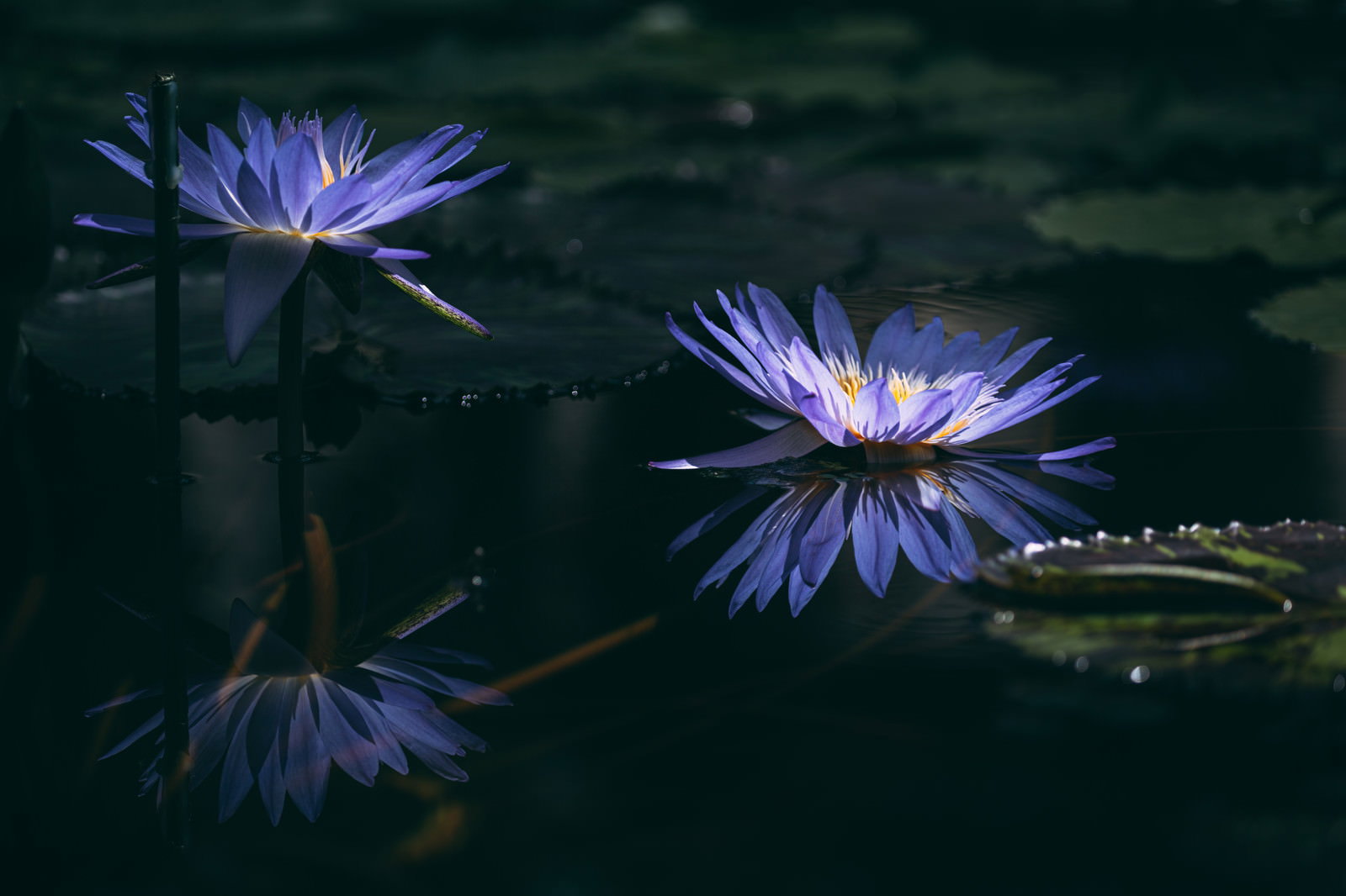水面に浮かぶ紫色の睡蓮の花と水面に映る反射