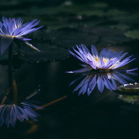 水面に映る二つ並んだ紫色の睡蓮の花の写真
