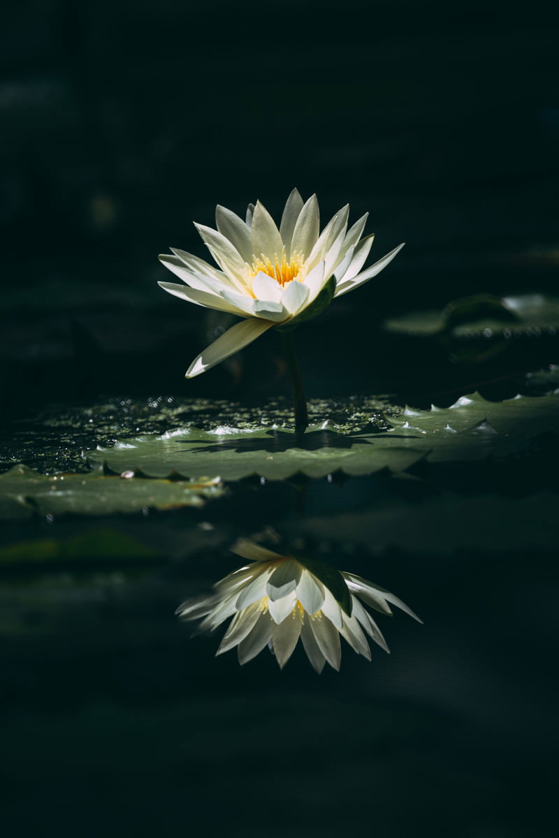 暗い背景の池で白い睡蓮が咲き、静かな水面に花の姿が映り込んでいる