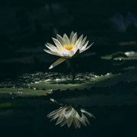 池の暗い水面に一輪だけ光る白い睡蓮の写真