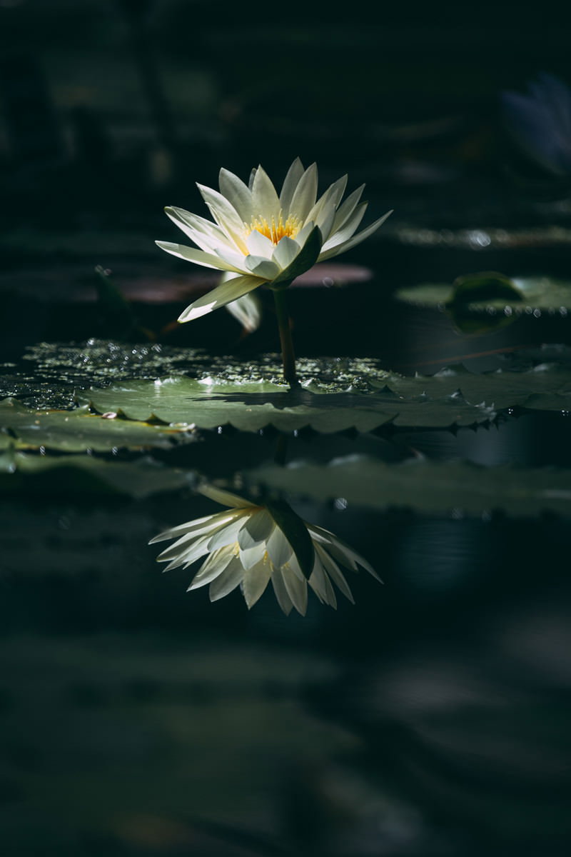 水面に映り込む白い睡蓮の花