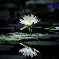 暗闇の池に咲く一輪の睡蓮と水面への映り込みの写真