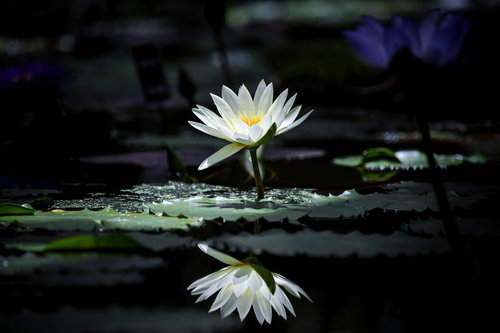 暗闇の池に咲く一輪の睡蓮と水面への映り込み