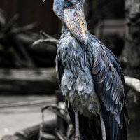 動物園で見かけた青い瞳のハシビロコウの顔アップの写真