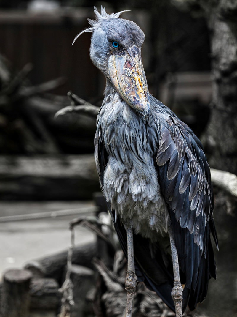 青い瞳と大きなクチバシが特徴的なハシビロコウが立っている様子