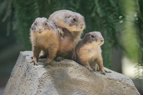 四天王で最弱だった元仲間をバカにする様子を見せるプレーリードッグ