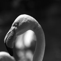 フラミンゴの顔のクローズアップ（白黒）の写真
