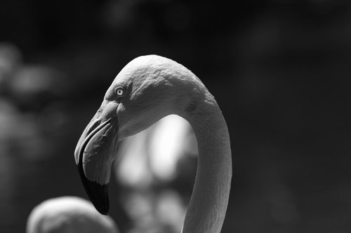 フラミンゴの顔のクローズアップ（白黒）
