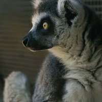 時が止まったワオキツネザルのガン見、動物園での野生の表情の写真