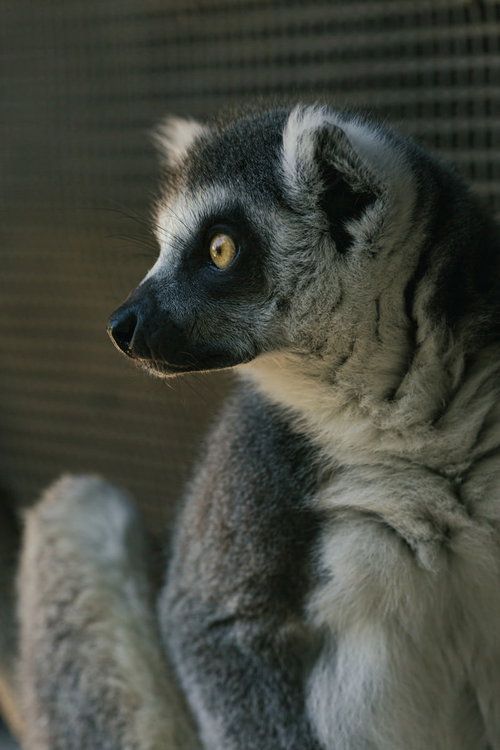 時が止まったワオキツネザルのガン見、動物園での野生の表情