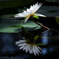 水鏡に映る白いスイレン - 池の水面に浮かぶ睡蓮の反射の写真