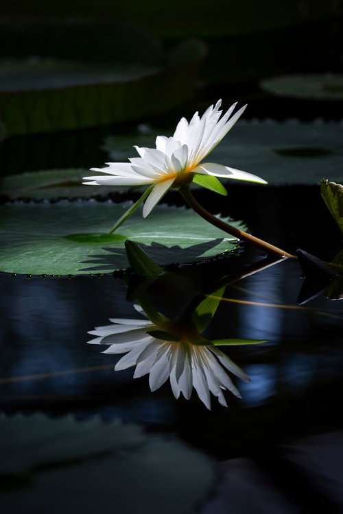 水鏡に映る白いスイレン - 池の水面に浮かぶ睡蓮の反射