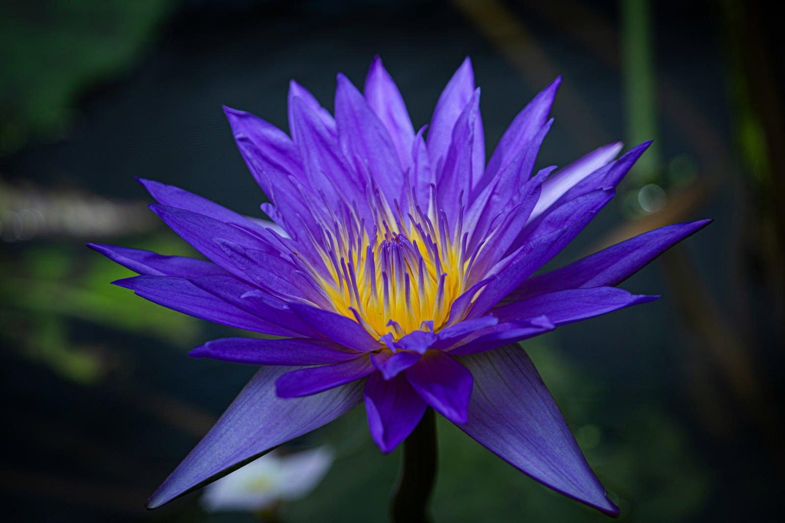 水面に浮かぶ紫色のスイレンの花。深い紫の花弁と黄色い花芯が鮮やか