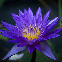 水面に浮かぶ紫のスイレンが開花している庭園の睡蓮池の写真