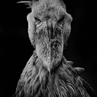 大きなクチバシで凝視するハシビロコウの野鳥の写真