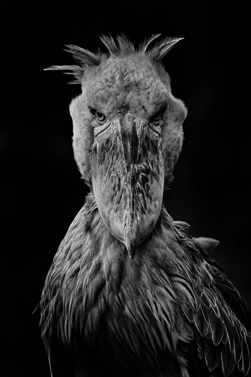 大きなクチバシで凝視するハシビロコウの野鳥