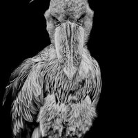 正面を睨みつけるハシビロコウの大きなクチバシの写真