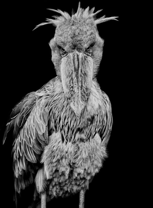 正面を睨みつけるハシビロコウの大きなクチバシ