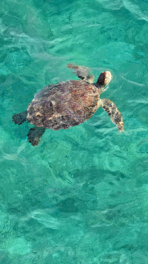 透き通ったエメラルドグリーンの海を泳ぐウミガメ