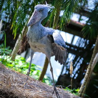 ゴゴゴゴゴ...っと、立ち上がるハシビロコウの嘴の写真