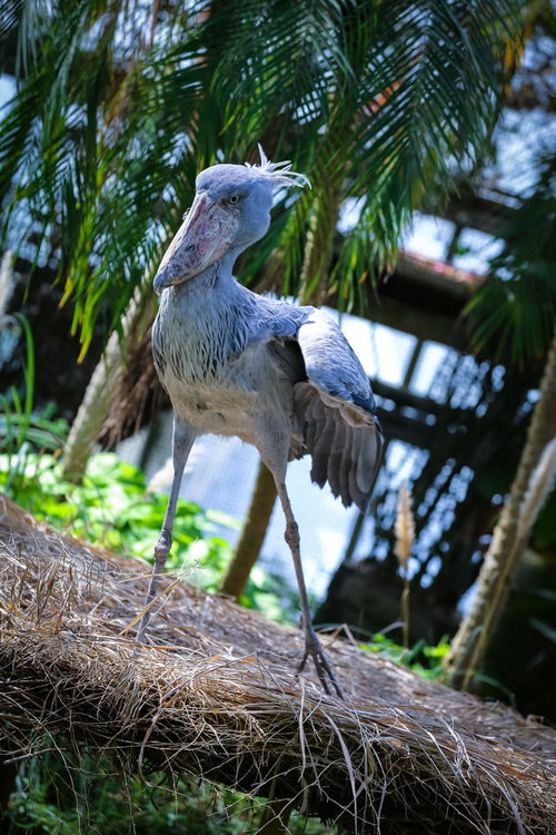 ゴゴゴゴゴ...っと、立ち上がるハシビロコウの嘴