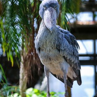 大きなくちばしで仁王立ちするハシビロコウの写真